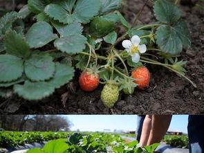 国产草莓视频大全集下载,国产草莓视频大全集下载攻略