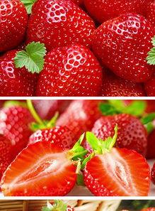 国产草莓视频大全集下载,国产草莓视频大全集下载攻略