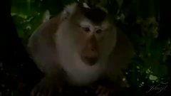 玛雅国产高清视频,揭秘神秘古文明的视觉盛宴