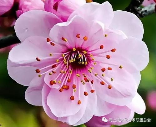 国产水梅100免费视频