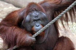 国产机械猩猩玩具视频,科技与童趣的完美融合