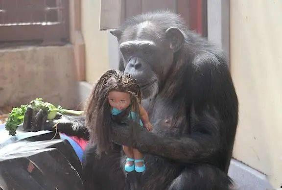 国产机械猩猩玩具视频,科技与童趣的完美融合