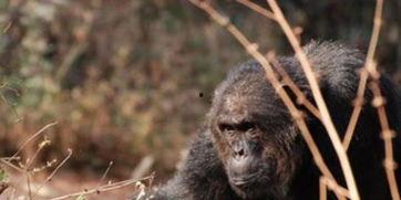 国产机械猩猩玩具视频,科技与童趣的完美融合