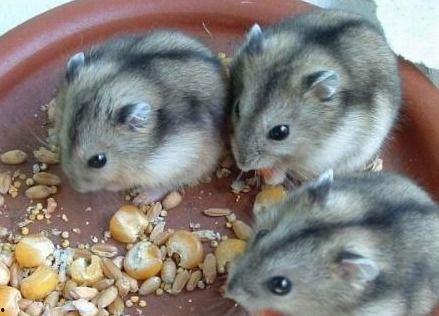 仓鼠国产木屑测评视频,仓鼠用品新选择，品质与环保并存