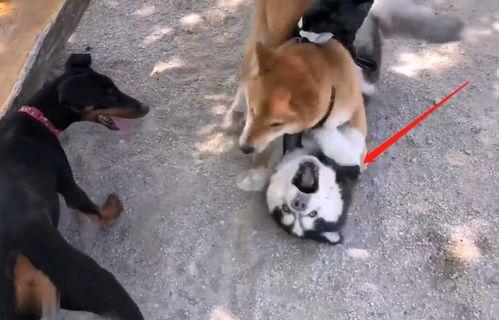 美人犬调教国产视频,国产视频中的独特调教艺术揭秘