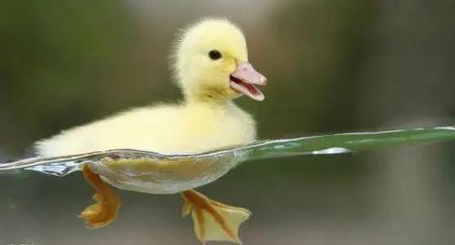 国产鸭子和大妈交配视频,引发网友热议