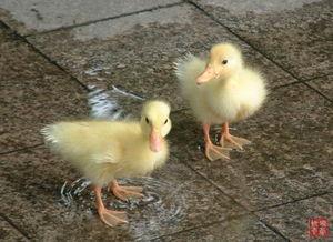 国产鸭子和大妈交配视频,引发网友热议